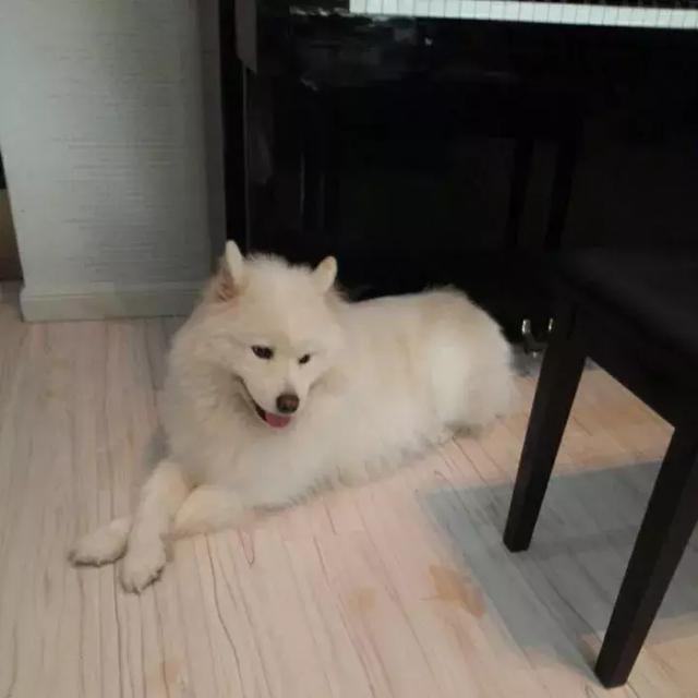 弹钢琴的狗狗(弹钢琴的狗狗图片)