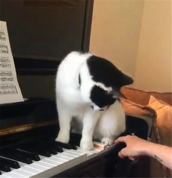 弹钢琴的男人和猫(弹钢琴的男人情感丰富吗)